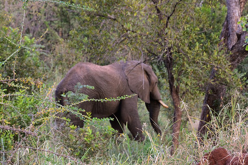 File:Elephant visitor at Tarangire Treetops (1) (28677922765).jpg