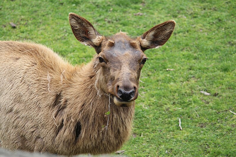 File:Elk Detroit Zoo.jpg