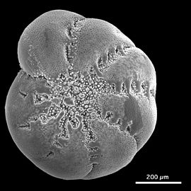 Benthic foram, Elphidium excavatum clavatum