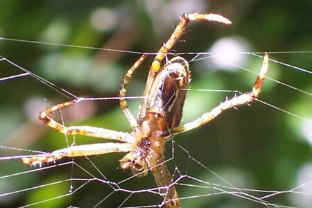 Enamelled Spider - underside.jpg