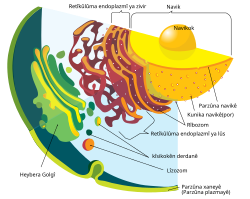 Sîstema endomembran.