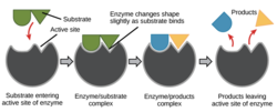 Vignette pour Substrat enzymatique
