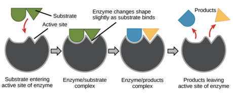 Substrat enzymatique