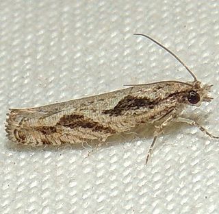 <i>Epinotia sotipena</i> Species of moth