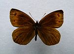 Erebia pronoe.jpg