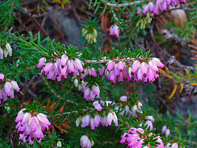 Erica carnea Inflorescences