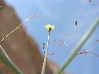 <i>Eriogonum thomasii</i> Species of wild buckwheat