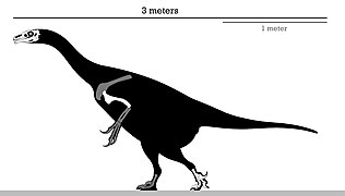 Skeleton reconstruction of Erlikosaurus