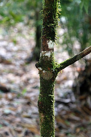<i>Erythroxylum macrophyllum</i> Species of tree