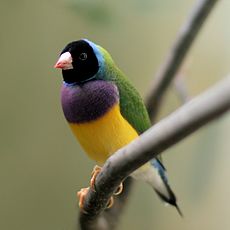 Erythrura gouldiae -Frankfurt Zoo -black headed-8a-3cp.jpg