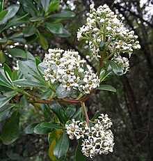 Escallonia paniculata, yang dikenal sebagai Tibar (9480038455).jpg