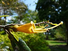 Espadaea amoena ( subfamily Goetzeoideae ). Espadaea amoena -- Barry Stock 002.jpg