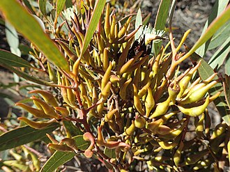 flower buds Eucalyptus clivicola buds(2).jpg