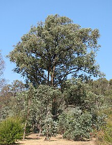 Eucalyptus polyanthemos vestita.jpg 