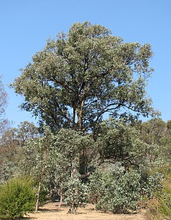 <i>Eucalyptus polyanthemos</i>