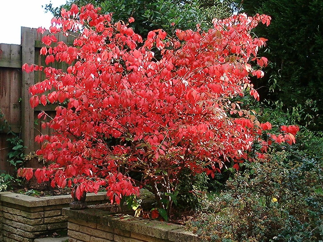 Euonymus alatus