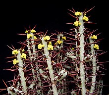 Euphorbia aeruginosa3 ies.jpg