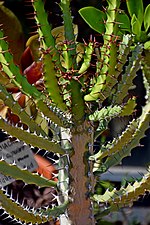 Euphorbia excelsa için küçük resim