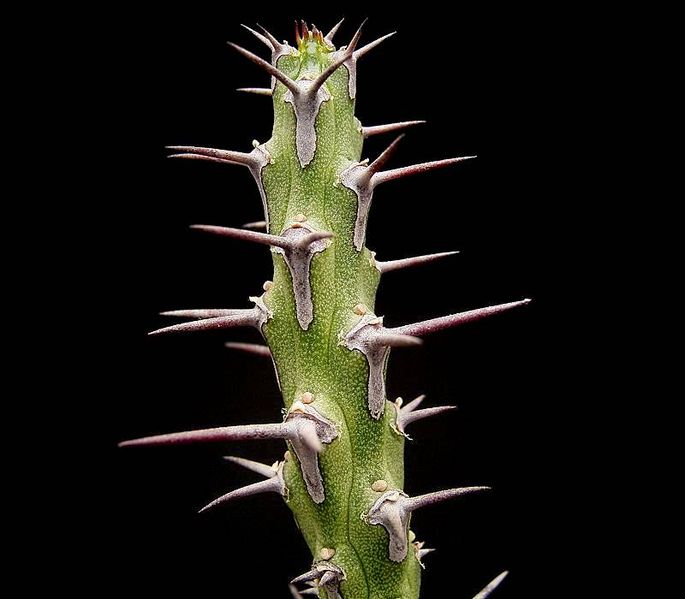 File:Euphorbia galgalana ies.jpg