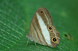 Euptychoides albofasciata