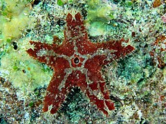 File:Euretaster insignis - South Island 01.jpg (Category:Echinoderms of Queensland)