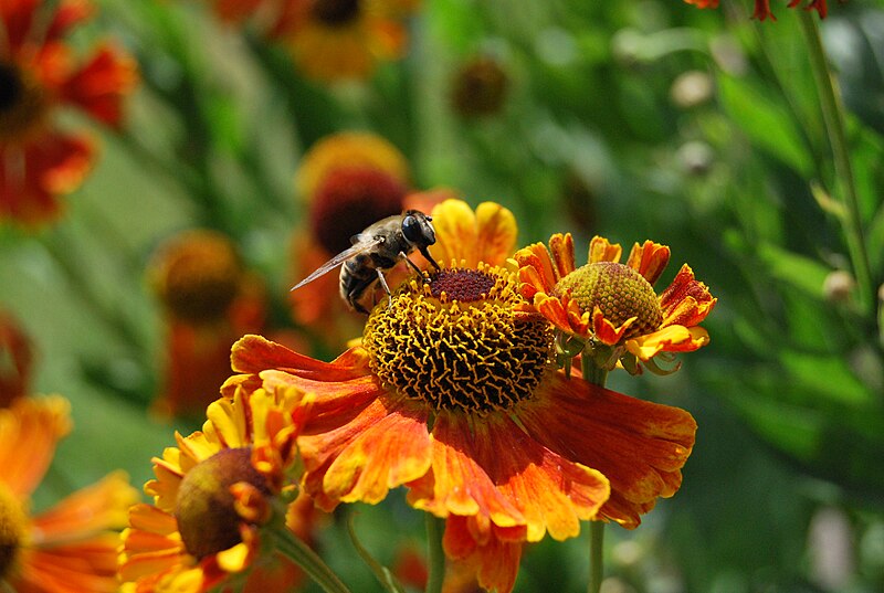 File:European honey bee.JPG