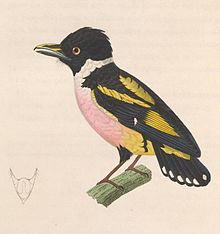 Eurylaimus ochromalus ochromalus 1838.jpg