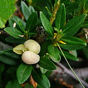 Galles d'Exobasidium rhododendri sur un rhododendron[10].