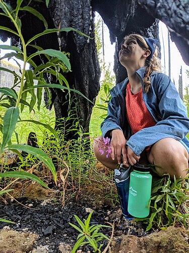 Exploring wildfire ecology by Sam Altenberger. A student examines a burnt tree near Domke Lake in the Okanogan-Wenatchee National Forest.