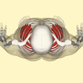 External intercostal muscles top.png