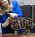 Black blotched tabby adult on a cat show