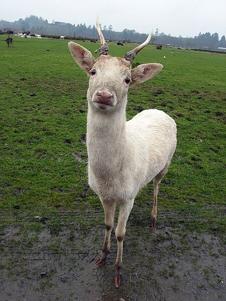 File:Fallow Deer on farm 2.jpg