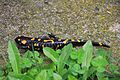 Deutsch: Feuersalamander gefunden im Wienerwald (Weissenbach bei Mödling) in Hausnähe