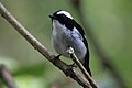 Male; Kinabalu National Park, Borneo