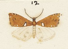 Illustration of P. pyramidias by George Hudson. Fig 12 MA I437623 TePapa Plate-XXIV-The-butterflies full (cropped).jpg