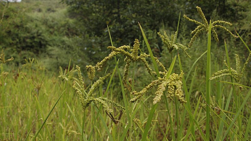 File:Finger Millet of Labukore.jpg