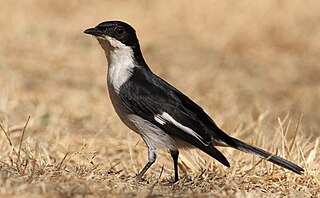 <span class="mw-page-title-main">Fiscal flycatcher</span> Species of bird