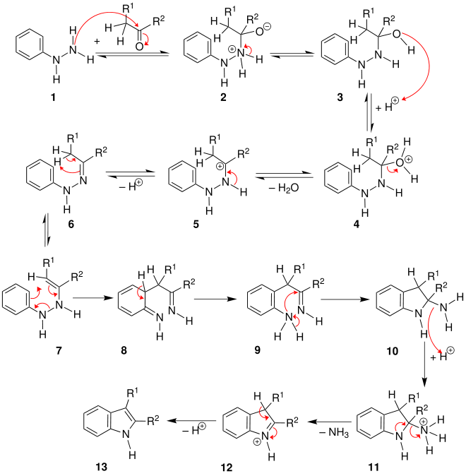 Mechanism of the Fischer indole synthesis