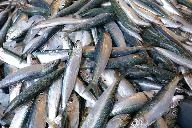 File:Fishmarket in Bizerte 05.jpg