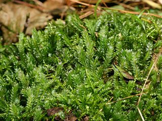 <i>Fissidens adianthoides</i> species of plant