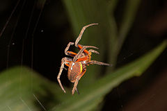 Description de l'image Flame-bellied Spider.JPG.