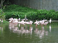 Flamingo Lake, Jurong Bird Park, Oct 05.JPG