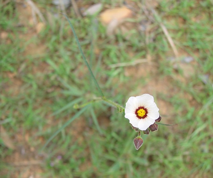 File:Flickr - João de Deus Medeiros - Sida linifolia.jpg