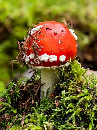 Fly agaric (Amanita muscaria)