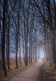 Fog on Myrstigen track through the woods