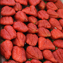 Fraises MIN Rungis.jpg