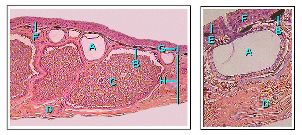 Frog gland anatomy- A: Mucous gland (alveolus), B: Chromophore, C: Granular gland (alveolus), D: Connective tissue, E: Stratum corneum, F: Transition zone (intercalary region), G: Epidermis (where the duct resides), H: Dermis FrogSkin.png
