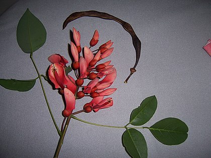 Fruit et fleurs de ceibo (Erythrina crista-galli).