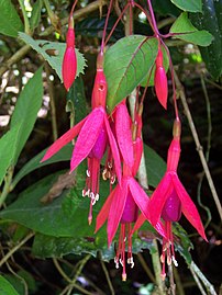 Fuchsia de Magellan (Fuchsia magellanica)