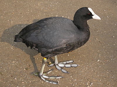 Yelvegiller (Rallidae) familyasından bir kuş türü olan sakarmeke (Fulica atra); Lindenthal, Köln, Almanya.